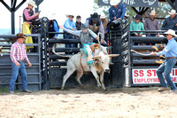 Saddle Bronc steer